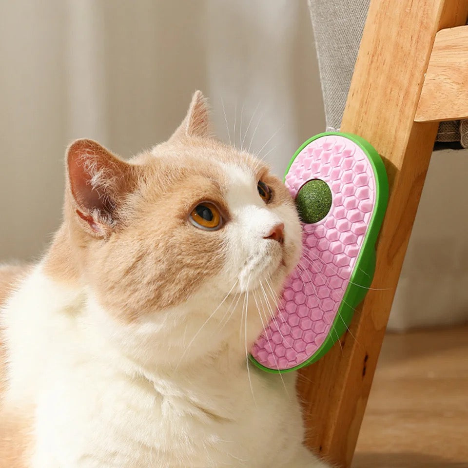 Kattenkruid met Borstel