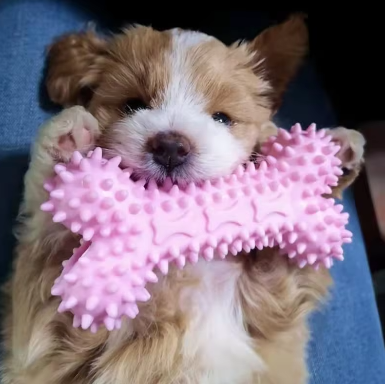 Puppy Speelgoedset - Bijtbestendig Pluche Kauwspeelgoed voor Honden