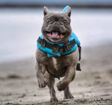 Life Jacket voor Honden