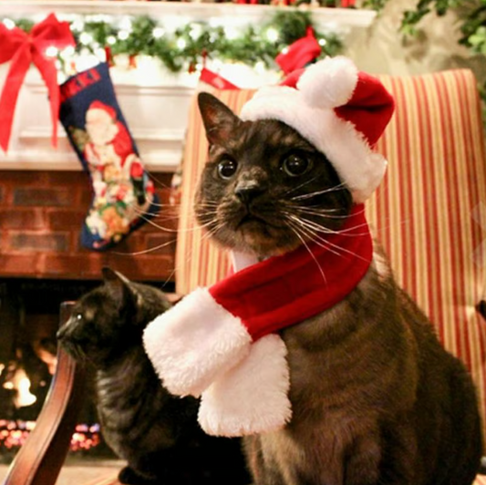 Kerstmuts Met Sjaal Voor Huisdieren