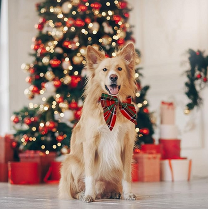 Gekleurde Hondenhalsband met Strik voor Kerst en Feestelijke Gelegenheden