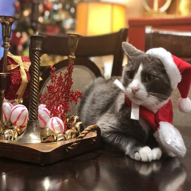 Kerstmuts Met Sjaal Voor Huisdieren