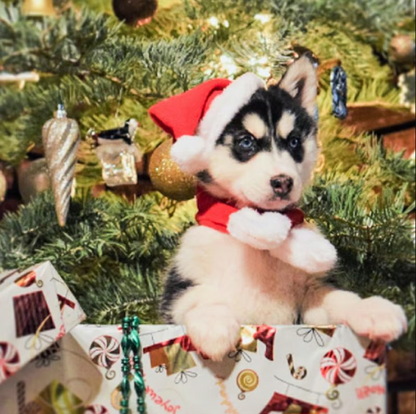 Kerstmuts Met Sjaal Voor Huisdieren