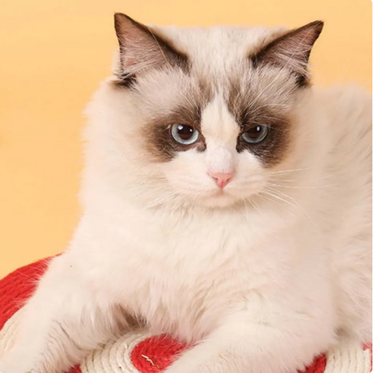 Krabmat in Visdesign - Sisal Speeltje voor Katten voor Klauwverzorging